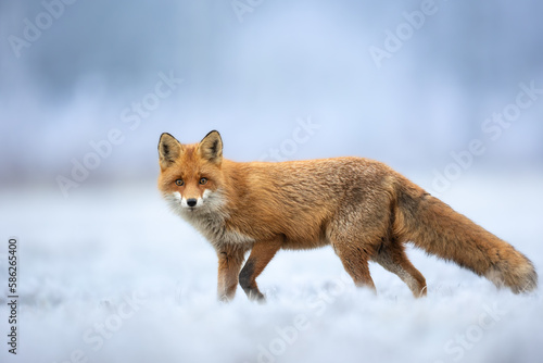 Red Fox Vulpes vulpes in winter scenery, Poland Europe, animal walking among winter snowy meadow in amazing warm light 