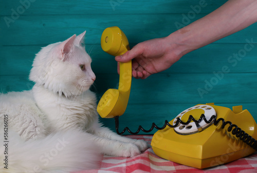 a white domestic fluffy cat with green eyes and a pink nose speaks on a yellow retrophone against the background of a turquoise wooden wall photo