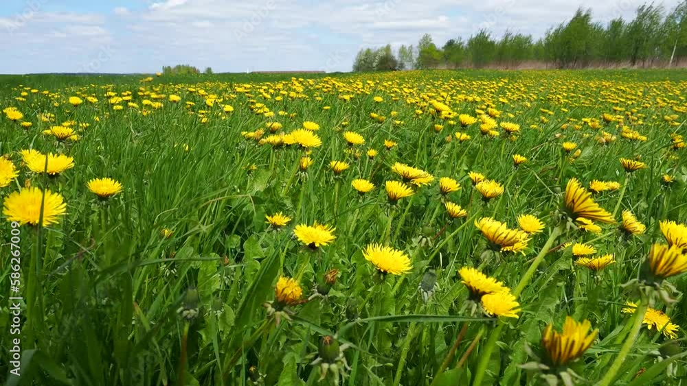 huge green field with blooming yellow dandelions huge green field with blooming yellow dandelions