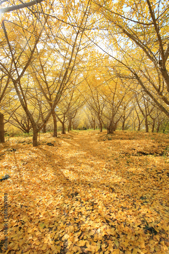 Obraz premium 愛媛県内子町 龍王公園のイチョウ並木