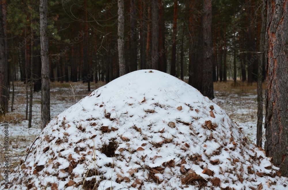 large anthill in the snow in a pine forest in late autumn - obrazy, fototapety, plakaty 