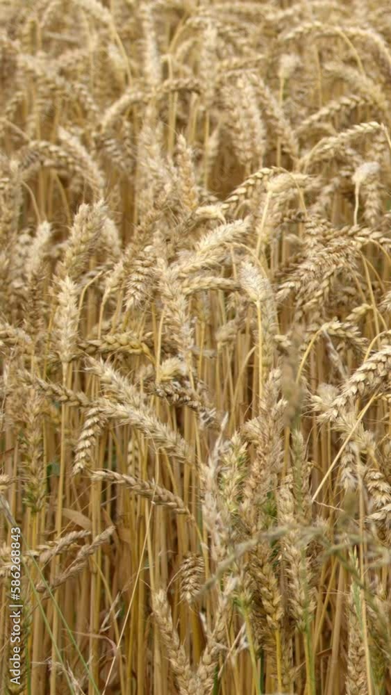 A lot of ripe wheat spikelets are swaying in the wind in an Irish farmer's field. Wheat plant. Ripe cereal crops. Vertical video. A lot of ripe wheat spikelets are swaying in the wind in an Irish farmer's field. Wheat plant. Ripe cereal crops. Vertical video.