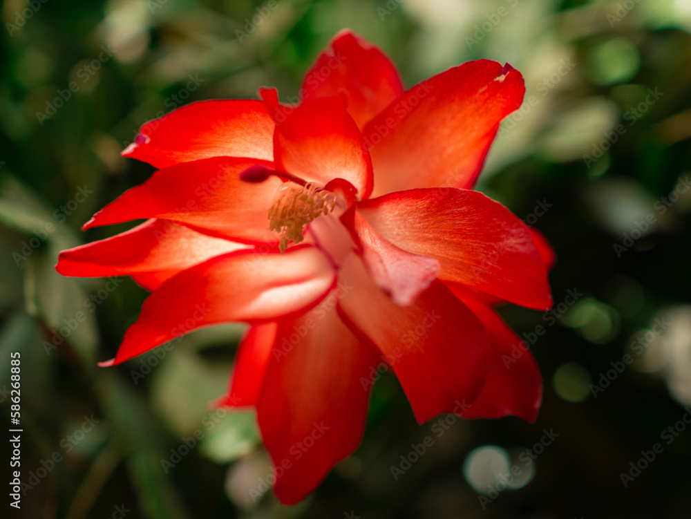 Fototapeta premium red hibiscus flower