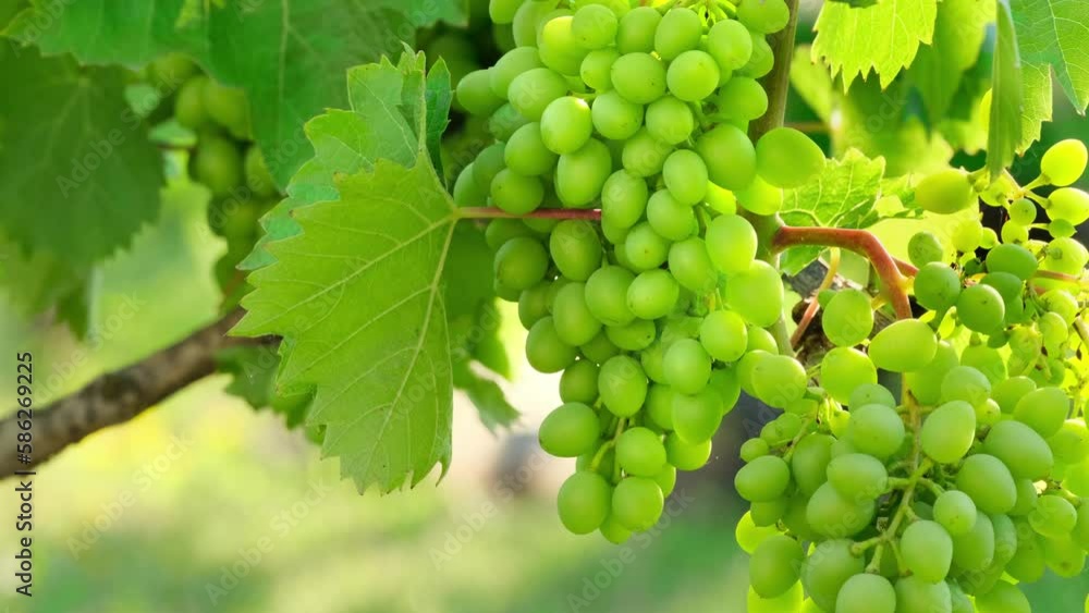 Bunch of unripe grapes growing on vine at a farm. Closeup of white grapes on vine in bright sunlight. Green grapes bunch. Grape fruit in garden outdoors swinging in the wind slow motion Bunch of unripe grapes growing on vine at a farm. Closeup of white grapes on vine in bright sunlight. Green grapes bunch. Grape fruit in garden outdoors swinging in the wind slow motion
