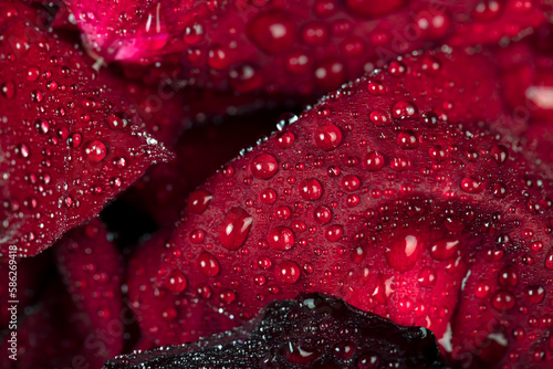red petals of a rosebud covered with water drops