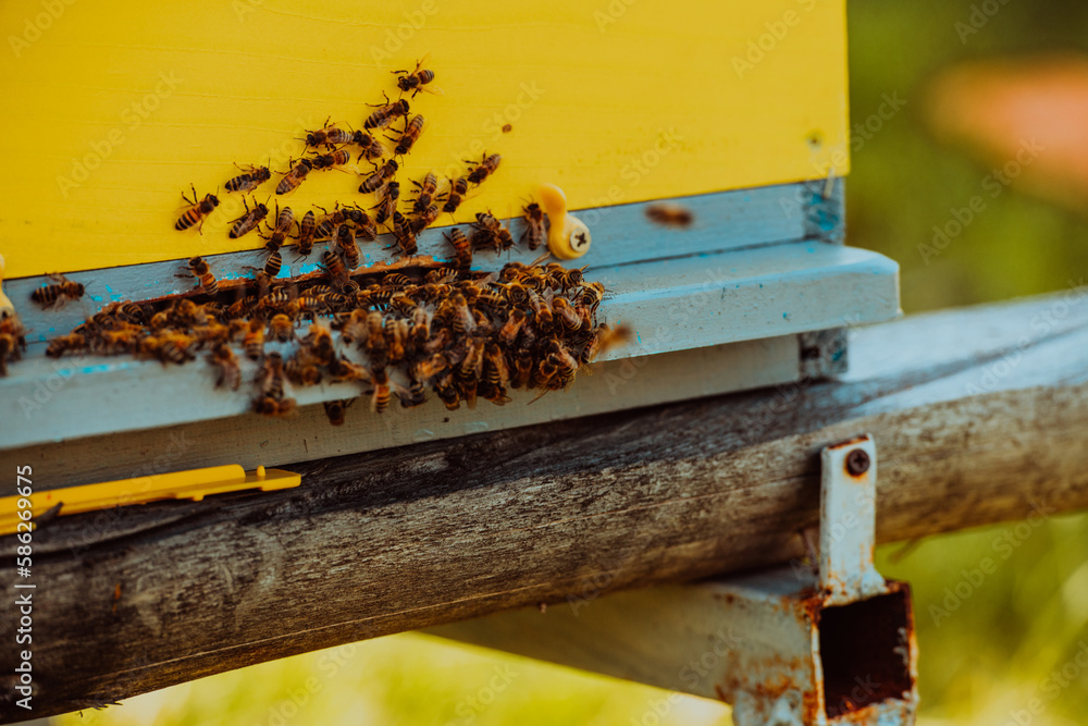 Close up photo of bees hovering around the hive carrying pollen Close up photo of bees hovering around the hive carrying pollen