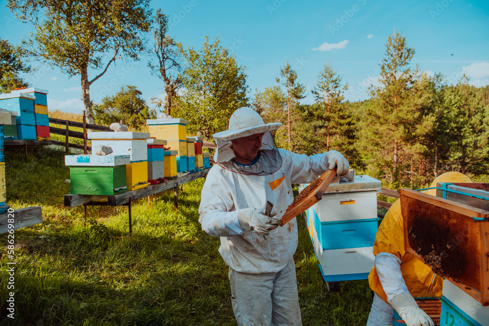 Beekeepers checking honey on the beehive frame in the field. Small business owners on apiary. Natural healthy food produceris working with bees and beehives on the apiary. Beekeepers checking honey on the beehive frame in the field. Small business owners on apiary. Natural healthy food produceris working with bees and beehives on the apiary.