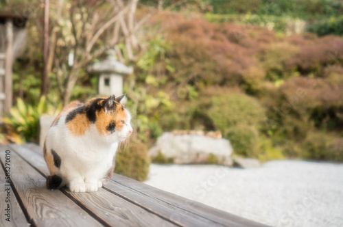京都 金福寺の縁側で庭園を鑑賞する可愛らしい猫