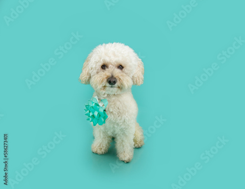 Portrait cute poodle dog present or gift celebrating birthday or anniversary. Isolated on blue background