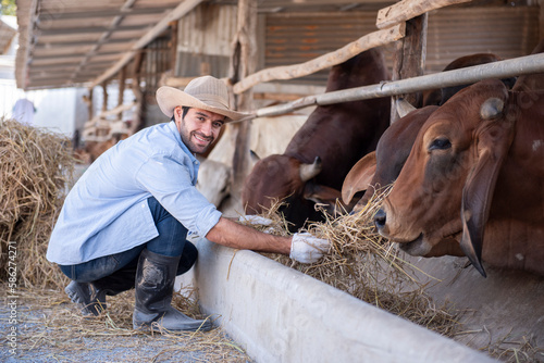 Fotografija The cowherd provides straw to the cows on the farm.