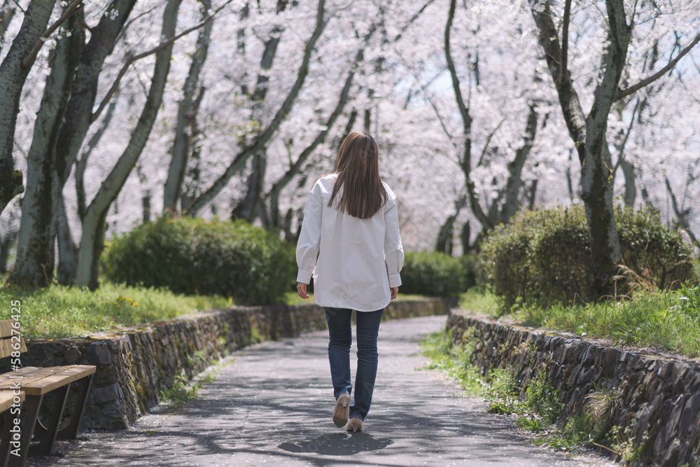 春の桜並木を歩く女性の後ろ姿 春の桜並木を歩く女性の後ろ姿