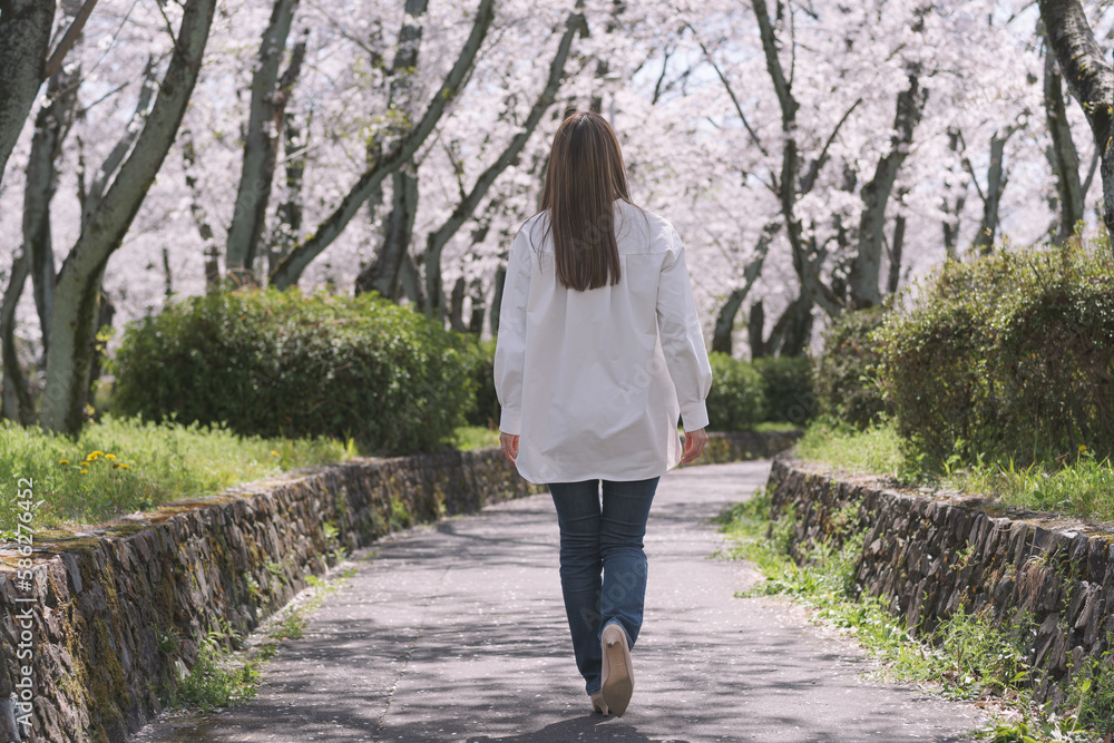 春の桜並木を歩く女性の後ろ姿