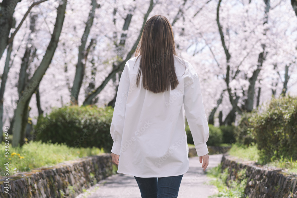 春の桜並木を歩く女性の後ろ姿