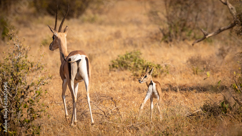 Grant's Gazelle with a newborn ( Gazella granti, robertsi or 