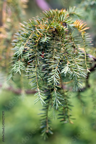 Branch of a Golden Irish Yew (lat. Taxus baccata 