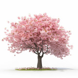 A cherry blossom tree with pretty pink flowers, include a white abckground. Generative Ai