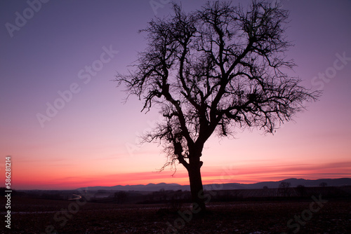 Single tree after sunset with violet skies, Pfalz, Germany © Frank