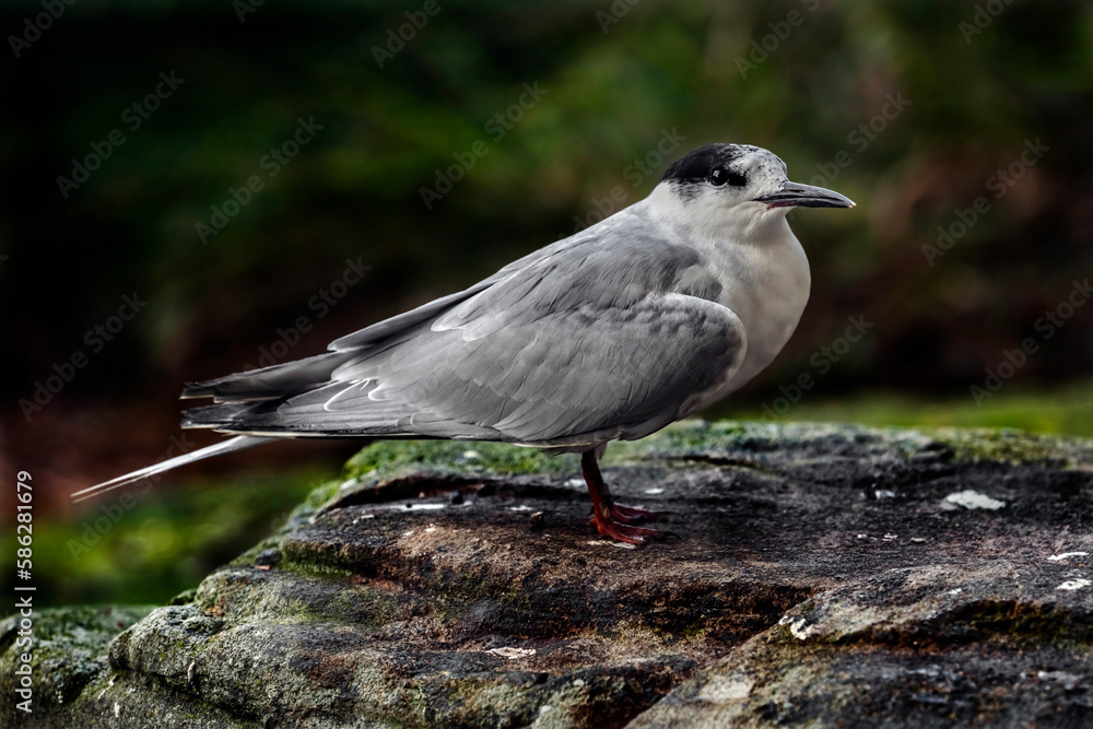 Fototapeta premium Arctic tern on the stone. Latin name â€“ Sterna paradisea