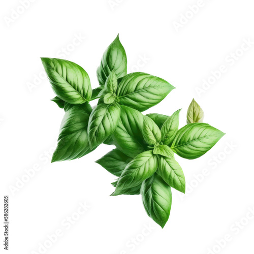 a garden-themed illustration featuring isolated luscious green basil herbs and leaves set on a transparent background and provided in PNG. Generative AI 