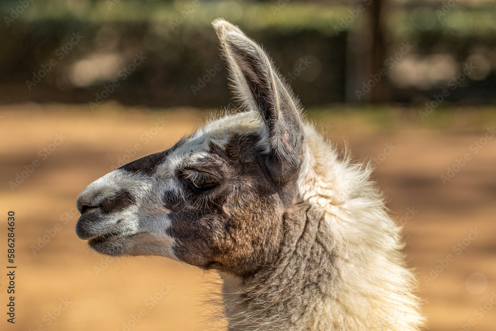 Close up of a Llama. Portrait