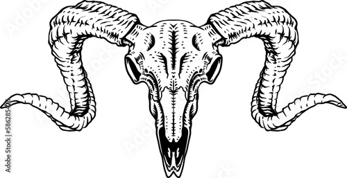 Black and white Ram skull