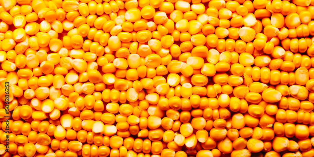Corn texture. Yellow corns as background