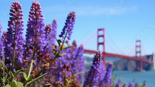 Golden Gate Bridge San Francisco purple flowers Echium candicans Generative AI photo
