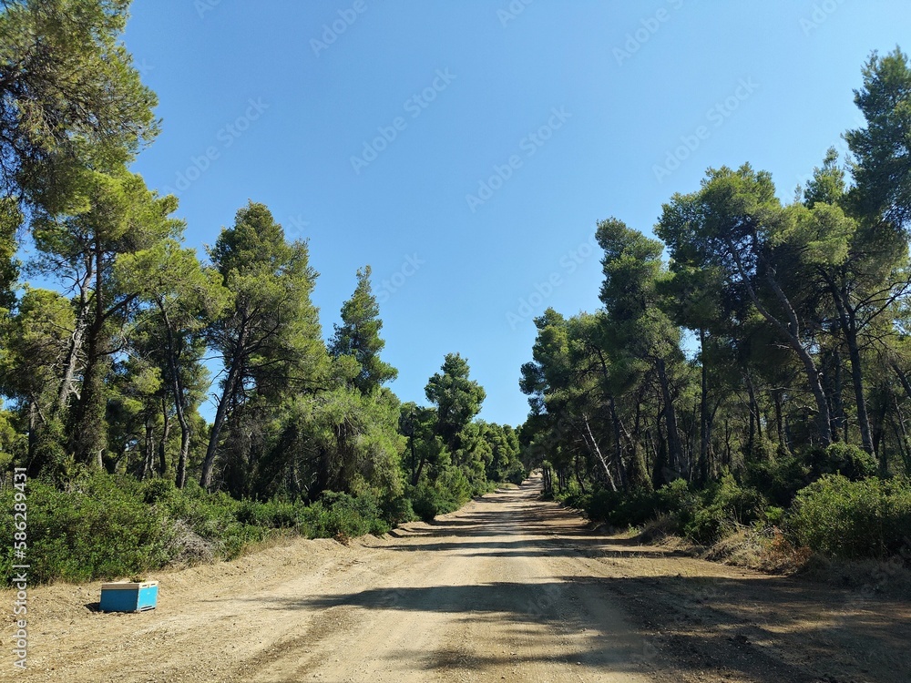 Path in forest - Meditterranean pine forest - Greece specific landscape Path in forest - Meditterranean pine forest - Greece specific landscape