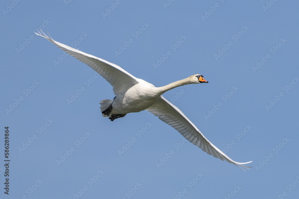 Mute swan, Cygnus olor flying over a lake in the English Garden in Munich, Germany Mute swan, Cygnus olor flying over a lake in the English Garden in Munich, Germany