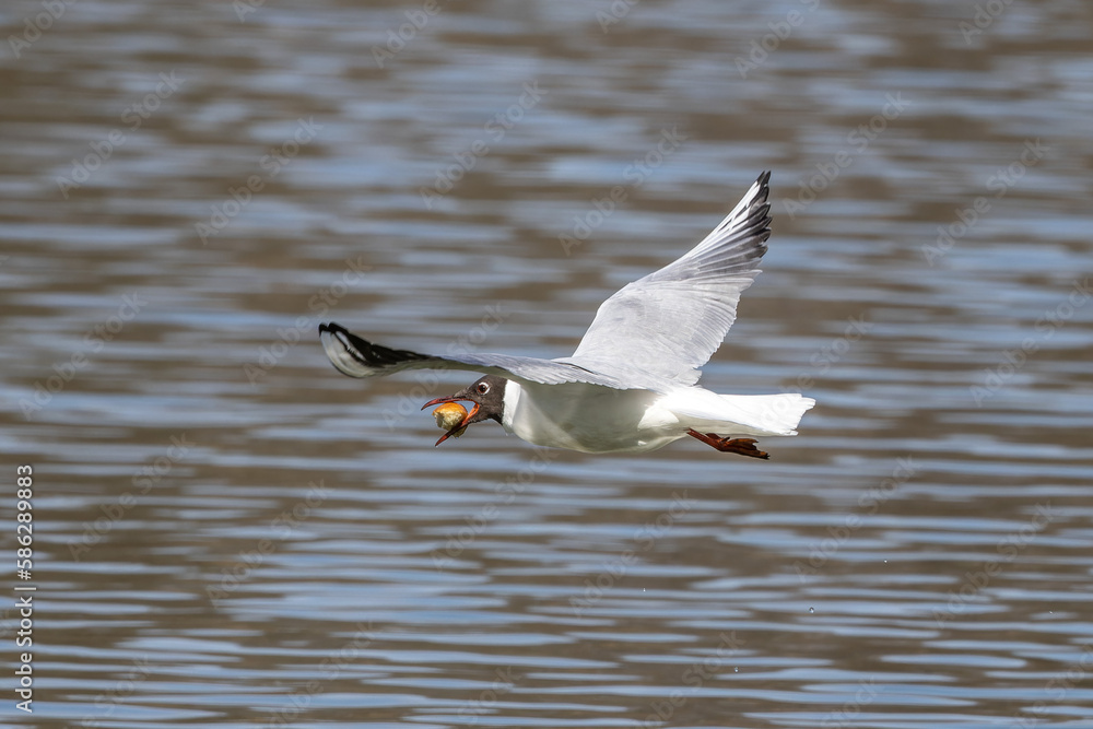 Black-Headed Gull, Chroicocephalus ridibundus in flight. Adult winter plumage Black-Headed Gull, Chroicocephalus ridibundus in flight. Adult winter plumage
