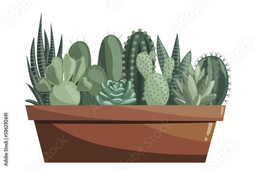 Different cacti in ceramic pots. Succulents, prickly pear, opuntia, haworthia, echeveria, zebra cactus, sansevieria