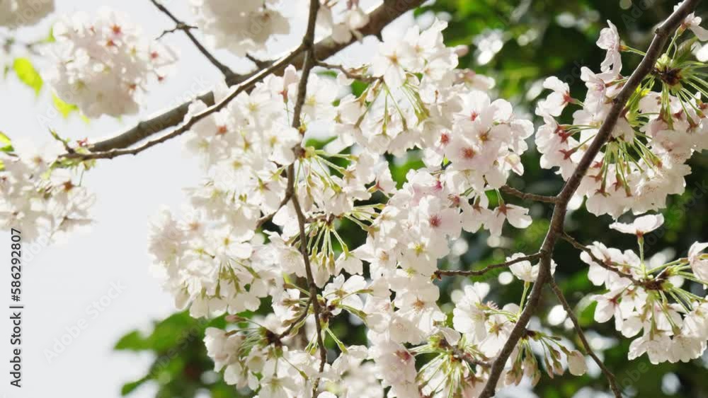 春風に揺れる満開のソメイヨシノ 春風に揺れる満開のソメイヨシノ