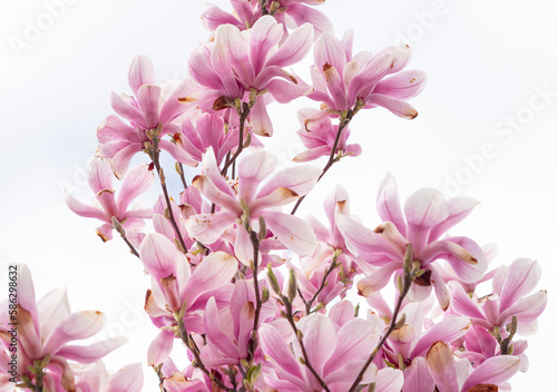 pink blooming tree of magnolia © Наталья Добровольска