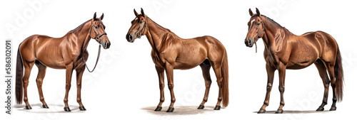 Elegant brown horse on a transparent background for decorating projects. generative AI photo