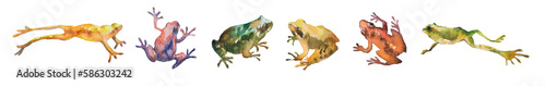 Hand drawn watercolor set of colorful tropical frogs isolated on white. Stock illustration of beautiful wild creatures.