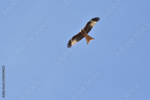 Red Kite (Milvus Milvus) flying through clear blue sky