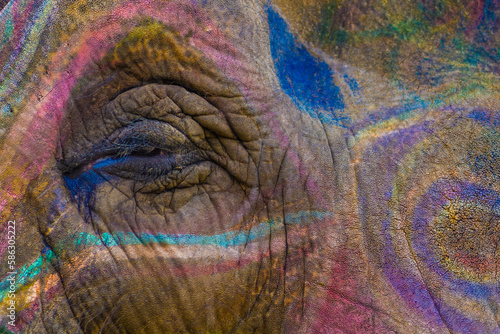 portrait getail face elephant with traditional painting