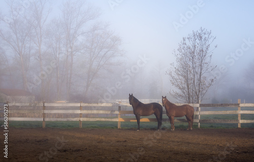 Horses on a Farm in the Fog