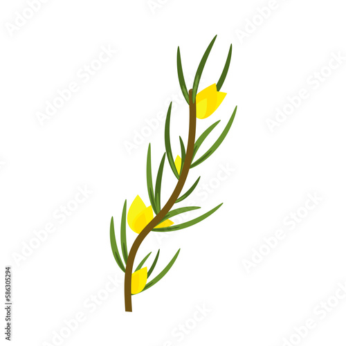 Fototapeta Naklejka Na Ścianę i Meble -  Rooibos branch with leaves and yellow flowers. Plant for making red tea. 