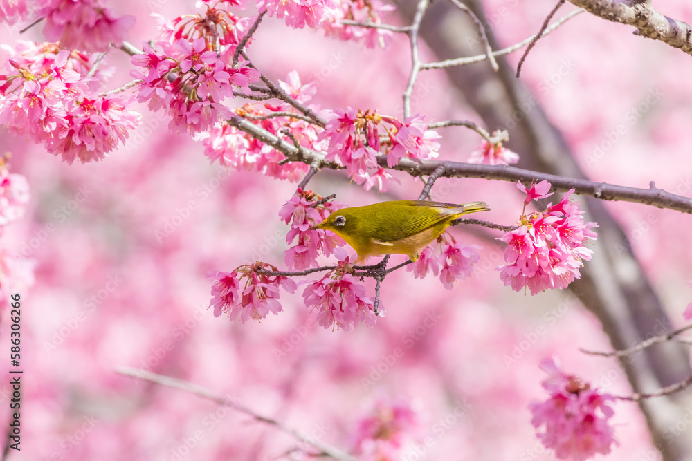 メジロとオカメザクラ