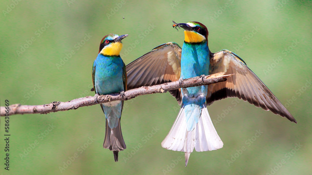 Fototapeta premium European Bee-eater family on a branch