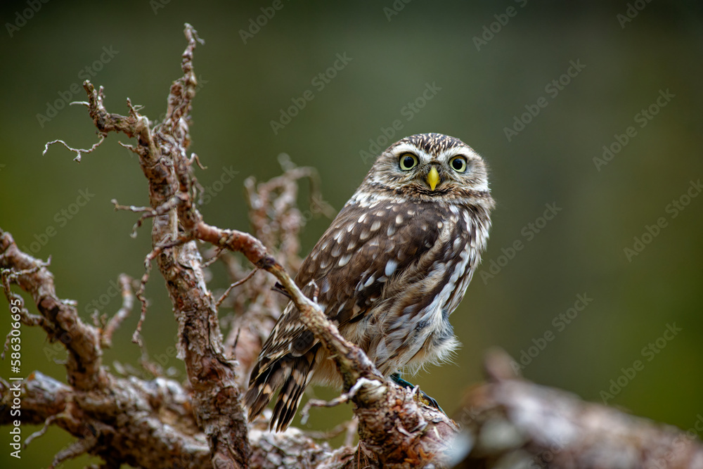 Little Owl (Athene noctua) nocturnal bird flying at dawn hunting for prey on Czech Republic countryside in Europe Little Owl (Athene noctua) nocturnal bird flying at dawn hunting for prey on Czech Republic countryside in Europe