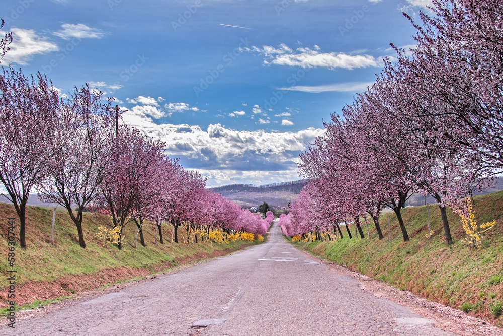 Field with rows of trees with branches full of delicate pink flowers, Field with rows of trees with branches full of delicate pink flowers,