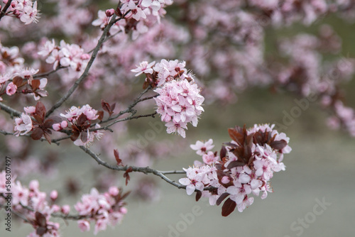 Branches full of delicate pink cherry blossom
