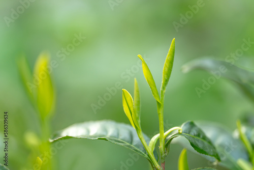 茶葉・茶畑・新茶