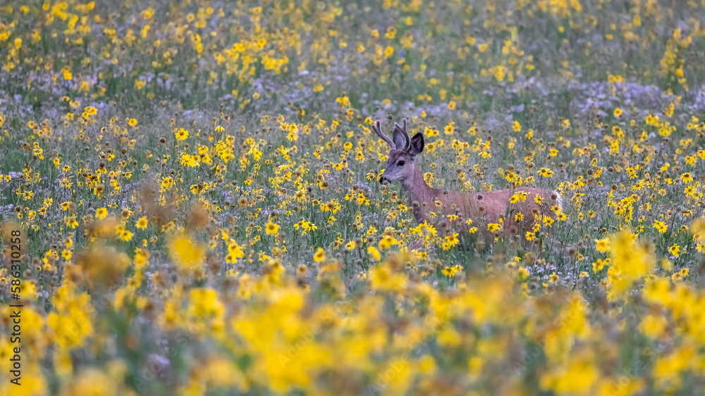 A deer in the middle of wildflower meadow in Colorado countryside near Crested Butte. A deer in the middle of wildflower meadow in Colorado countryside near Crested Butte.