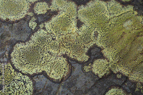 Rhizocarpon geographicum or map lichen growing in mountainous region in the UK. photo