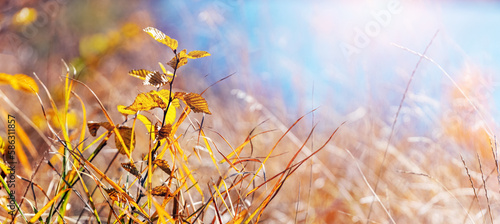 Autumn background with yellow leaves and grass by the river on a blurred background on a sunny day, copy space