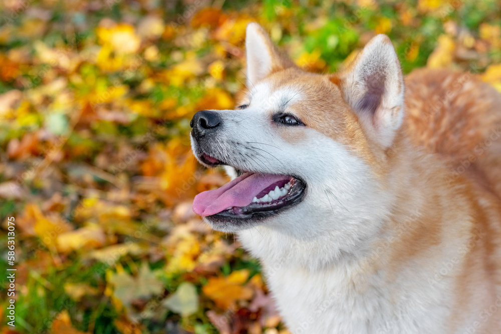 Portrait of an Akita dog looking up Portrait of an Akita dog looking up