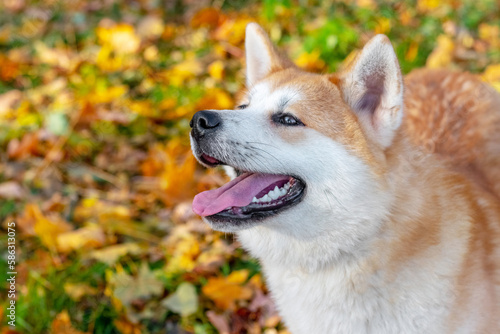 Portrait of an Akita dog looking up